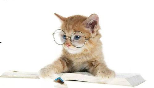 娱乐吃瓜君和猫,揭秘娱乐圈的萌宠趣事  第2张