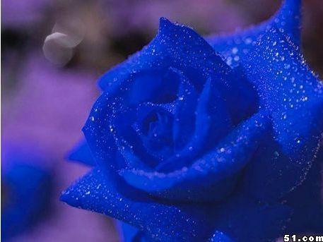 蓝色妖姬在线观看,网络奇缘，揭秘虚拟世界的爱情传奇