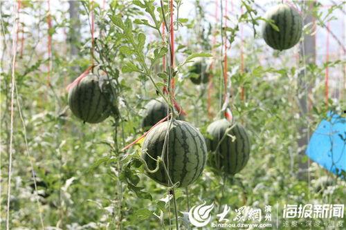 非洲网红吃瓜图片高清视频,高清视频揭秘瓜界新潮流  第2张